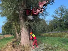Baumfällungen