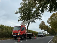 Baumpflege nach ZTV